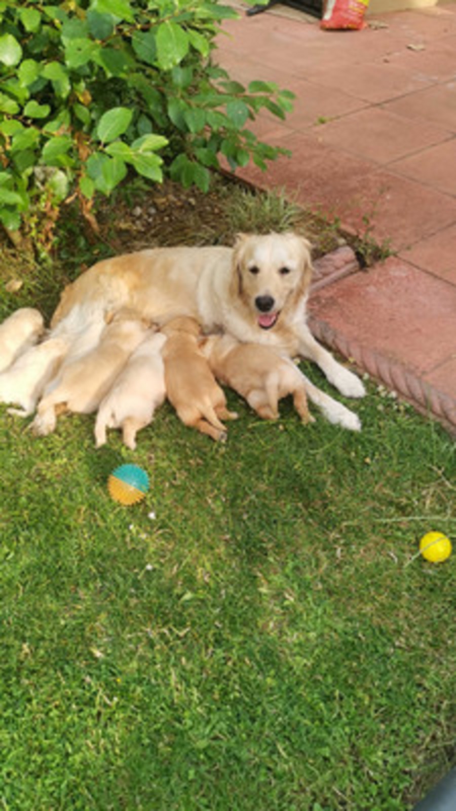 Adorable Golden Retriever Puppies