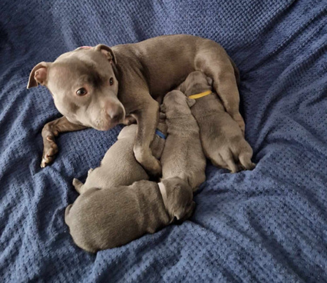 Blue Staffordshire Bull Terrier Puppies