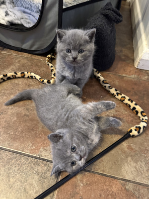 British shorthair kittens for sale