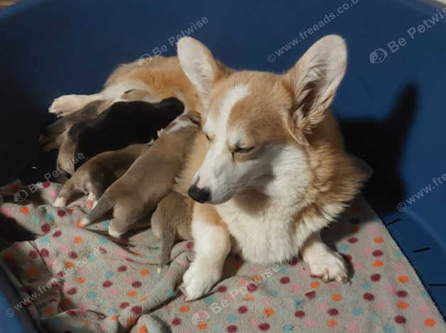 Pembrokeshire Corgi puppies
