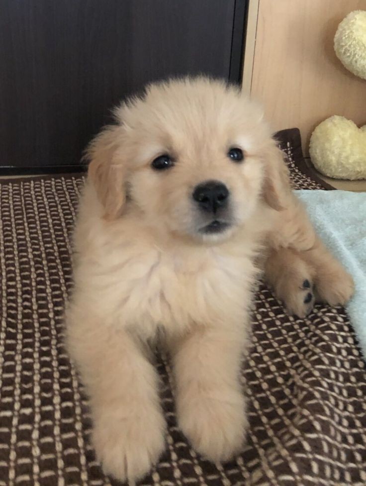 Golden Retriever Puppies for Sale