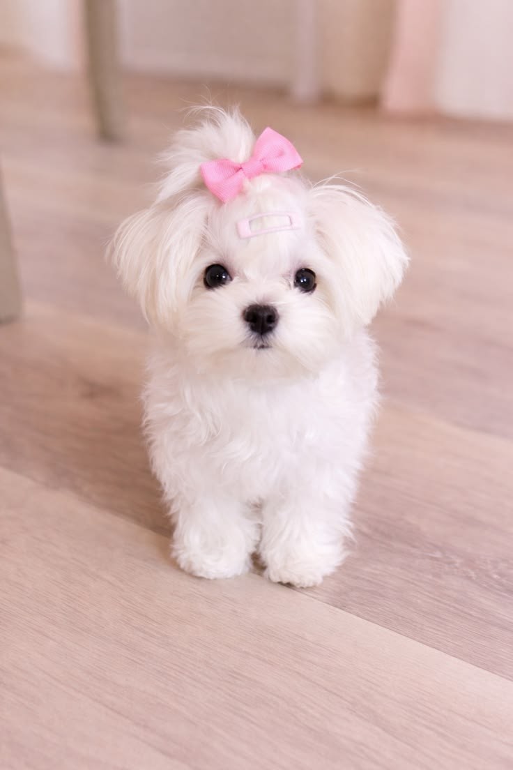 Adorable Maltese Puppies Ready for Their Forever Homes