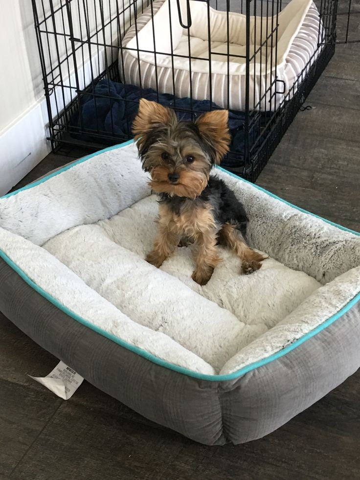 Adorable Yorkshire Terrier Puppies Ready for Their Forever Homes! 🐾