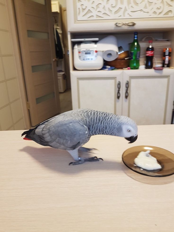 Beautiful African Grey Parrots Available for Loving Homes 🦜✨