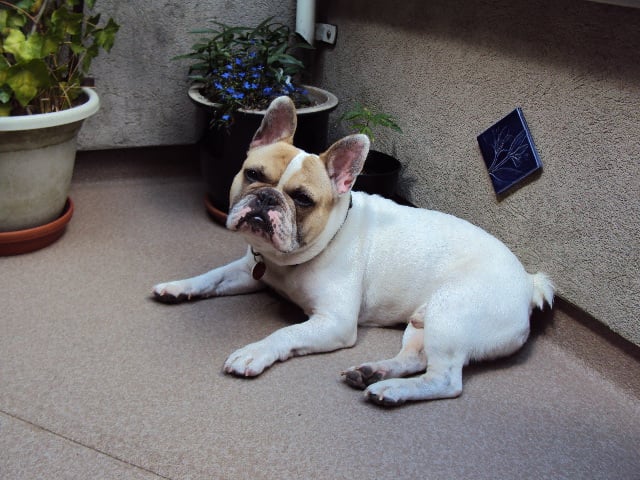 ✨ Sweet, Playful Pets Ready to Meet Their New Family