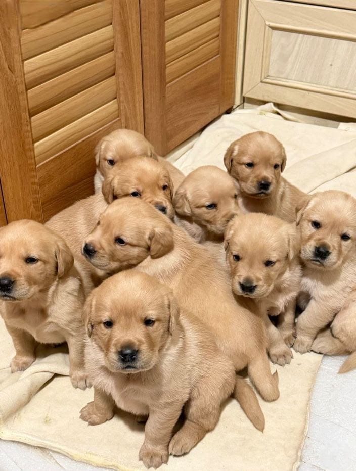 🐾 Beautiful Pets Looking for Loving Homes ❤️