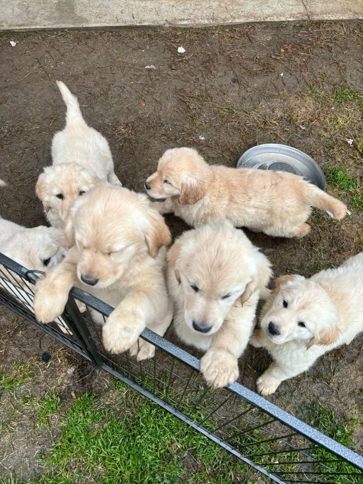 🐾 Adorable Pets Ready for Loving Homes ❤️