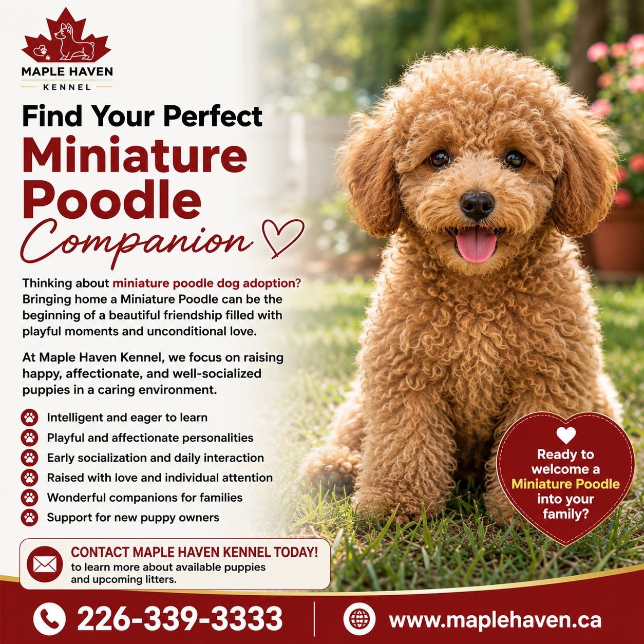 Miniature Poodle Adoption For Ontario Families