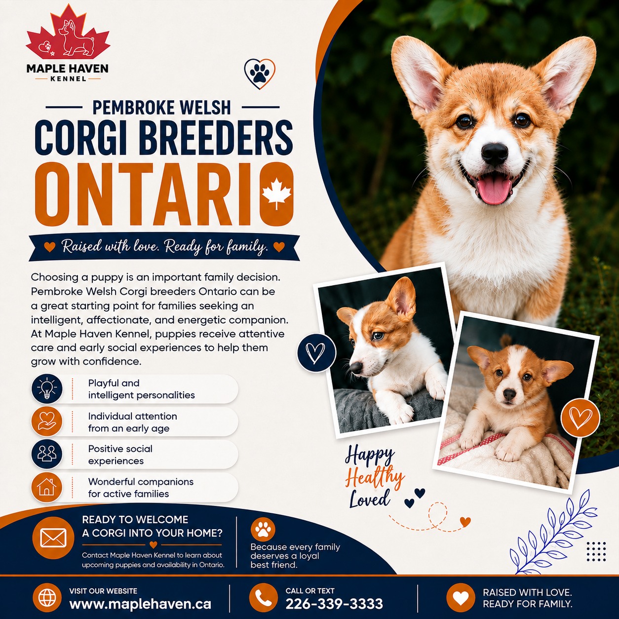 Corgis For Sale Ontario: Find A Puppy For Your Family