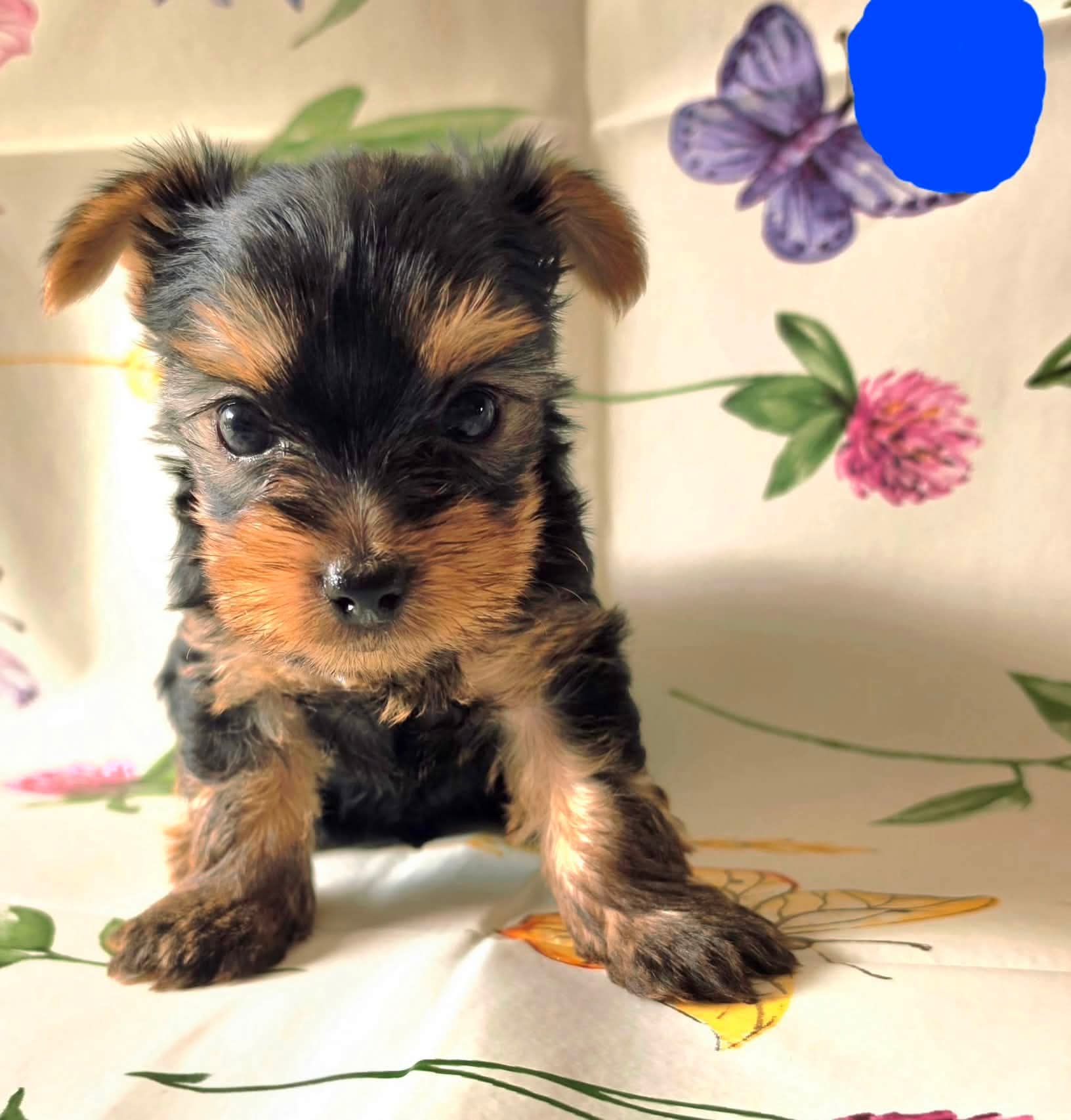 🐾❤️ ADORABLE FEMELLE YORKSHIRE DE 3 MOIS À LA RECHERCHE DE SA FAMILLE ❤️🐾