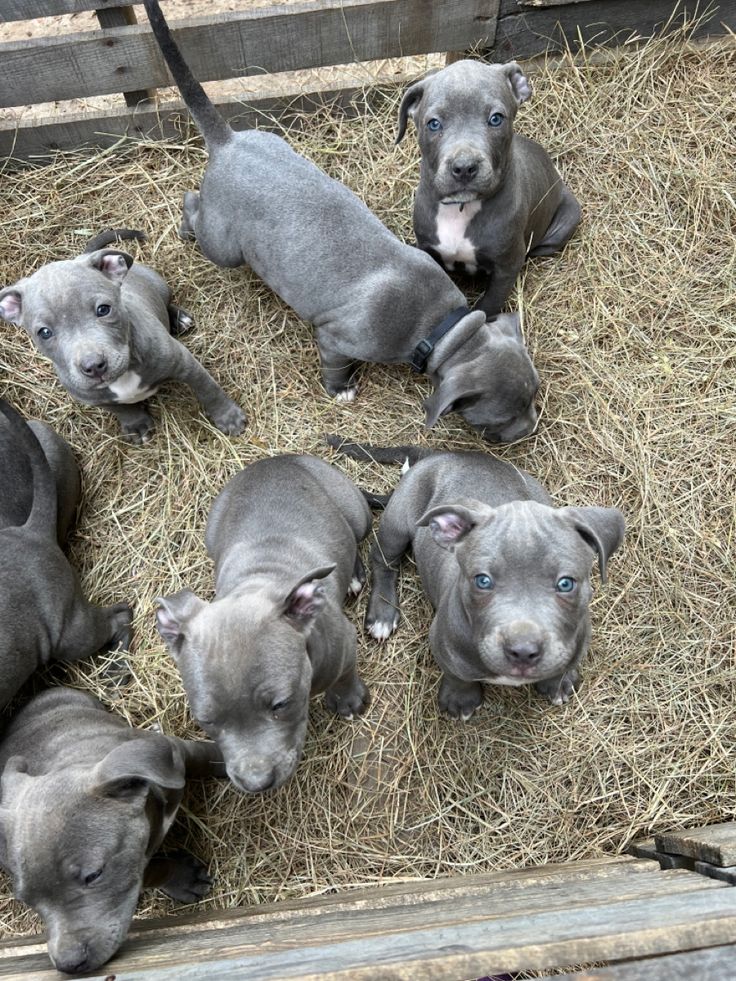 🐾 Adorable Pets Looking for a Loving Forever Home