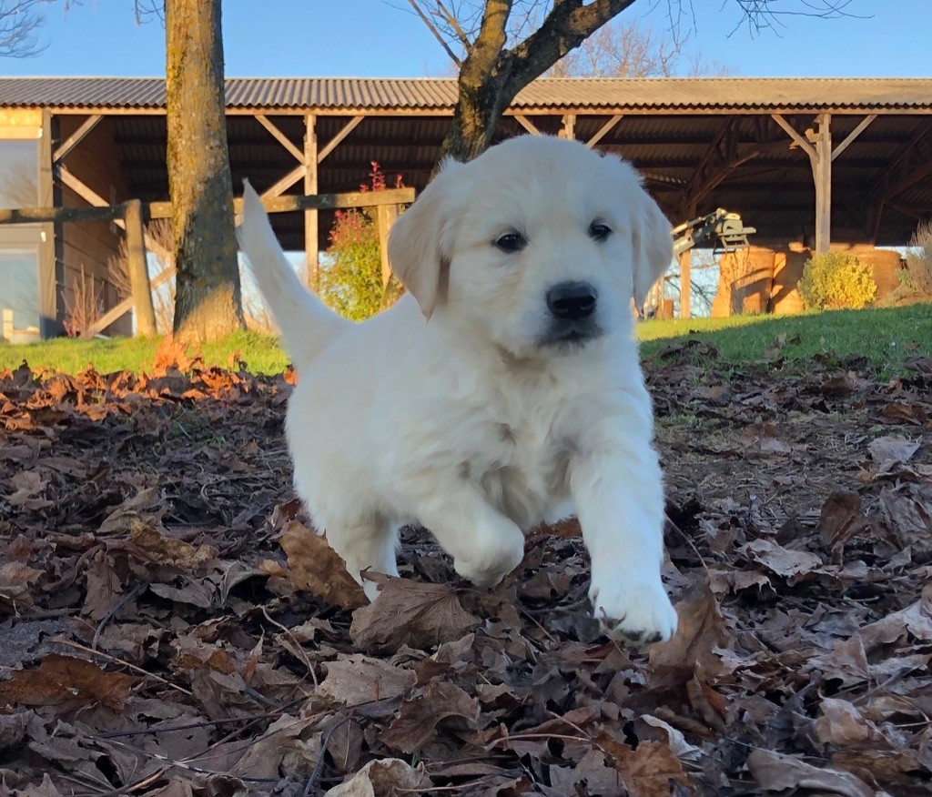 Adorable Chiot Golden Retriever