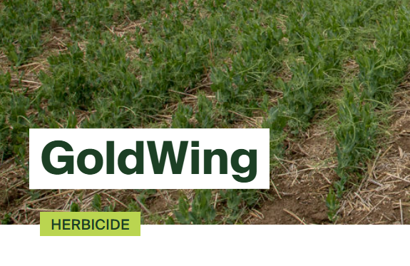 How to Manage Weeds in Lentils | Nufarm Canada