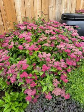 Bloom Where You're Planted: Transform Your Space with Bill Martin's Nurseryland