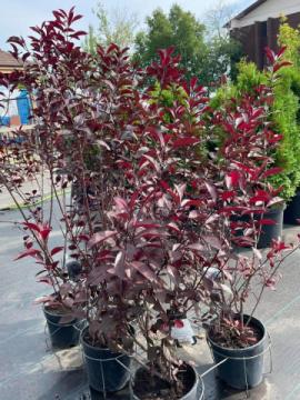 Bloom Where You're Planted: Transform Your Space with Bill Martin's Nurseryland