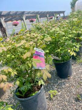 Bloom Where You're Planted: Transform Your Space with Bill Martin's Nurseryland