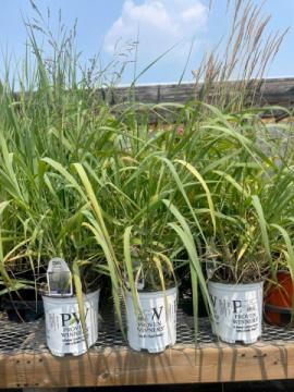 Bloom Where You're Planted: Transform Your Space with Bill Martin's Nurseryland